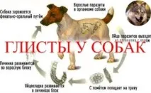 характеристики характеристики