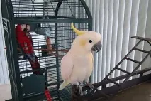 Macaw sau cockatoo, sau jaco pe cine să aleagă (foto și video)