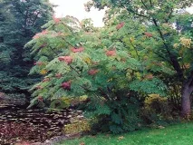 aralia книга