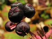 aralia aralia