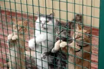 Позакласний захід для початкової школи із презентацією до Дня захисту домашніх тварин захід