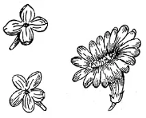 іноді