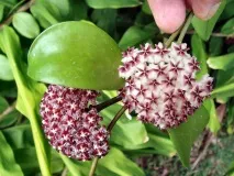 Хойя сорти для домашнього вирощування, догляд, фото домашнього