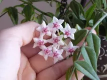 Хойя – догляд, розмноження, проблеми Квіти в будинку (Садиба) хойя