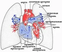 туберкулоза белодробната артерия