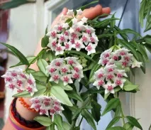 Хойя сорти для домашнього вирощування, догляд, фото сорти