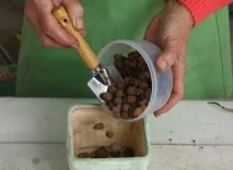 Заміокулькас пересадка на пересадка