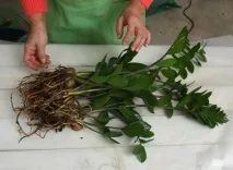 Заміокулькас пересадка на можна