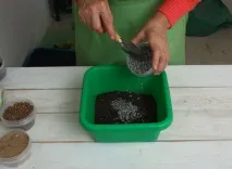 Заміокулькас пересадка на заміокулькас