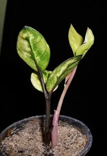 zamioculcas