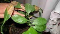 черешовите пожълтяват