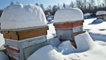 зимното зимното