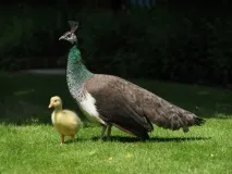 усиновлюють