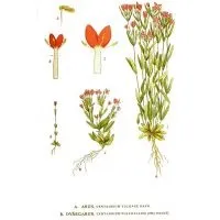 Centaurium umbellatum centaury