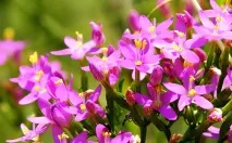 Centaurium umbellatum приложения