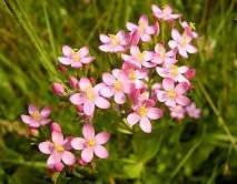Centaurium umbellatum Centaurium umbellatum