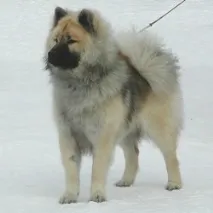 eurasier