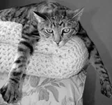 східного