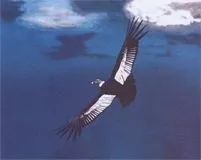 Андський кондор (птах) кондор