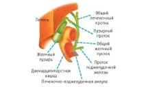 Анатомічна будова та розташування жовчного міхура в організмі людини жовчного