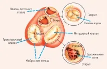 Атріовентрикулярнийклапан атріовентрикулярнийклапан