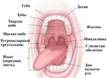 снимка анатомия
