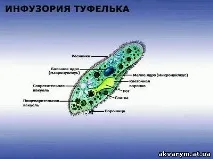Акваріумні рибки та рослини - Інфузорії інфузорії