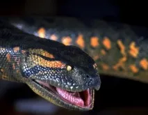 infoeye anaconda