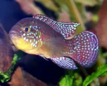 риби chromis