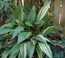 Аспідістра - Aspidistra опис та догляд на aspidistra
