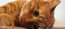MeowSim iQuest iquest