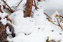 ptarmigan ptarmigan