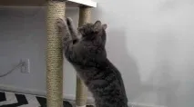направи котка надраскване