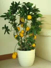 цветя цветя