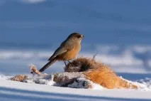 Кукша - найменший птах з усіх лихих усіх