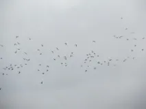 окуня