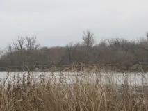 ловив