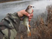окуня