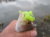 дону