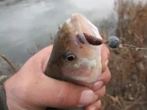 окуня