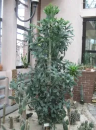 Brasiliopuntia brasiliensis, Брестський державний університет імені А brasiliopuntia