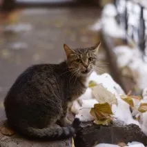 приюти приюти