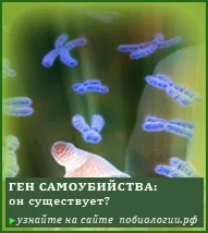 пиле гъби гъбите
