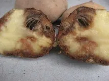 картофите картофите