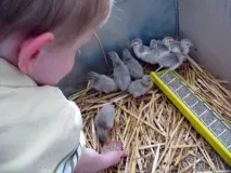 цісарка