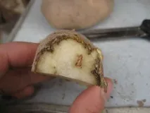 изгният изгният