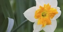 Нарцисово цвете нарцисово