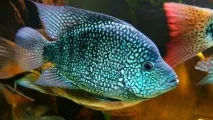 съдържание cichlazoma