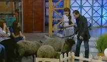 Давай одружимося! сім божевільних сюрпризів від учасників шоу одружимося