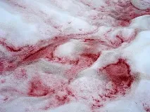 Снежен разцвет разцвет